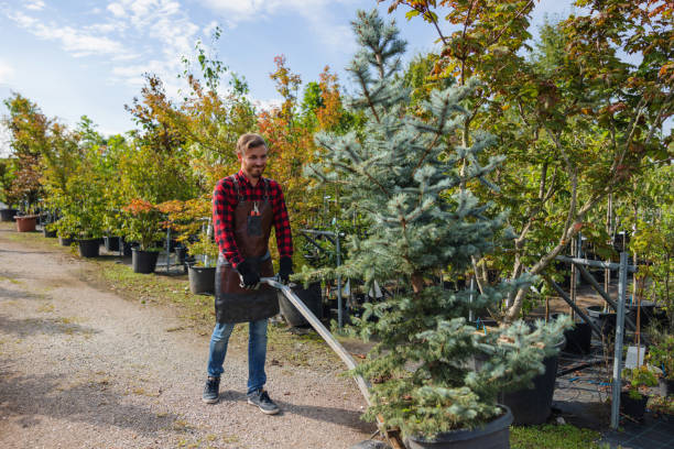 The Steps Involved in Our Tree Care Process in Cosmopolis, WA